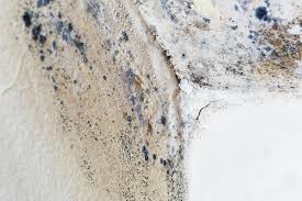 Why You Should Choose Our Mold Remediation Services in Willits, CA